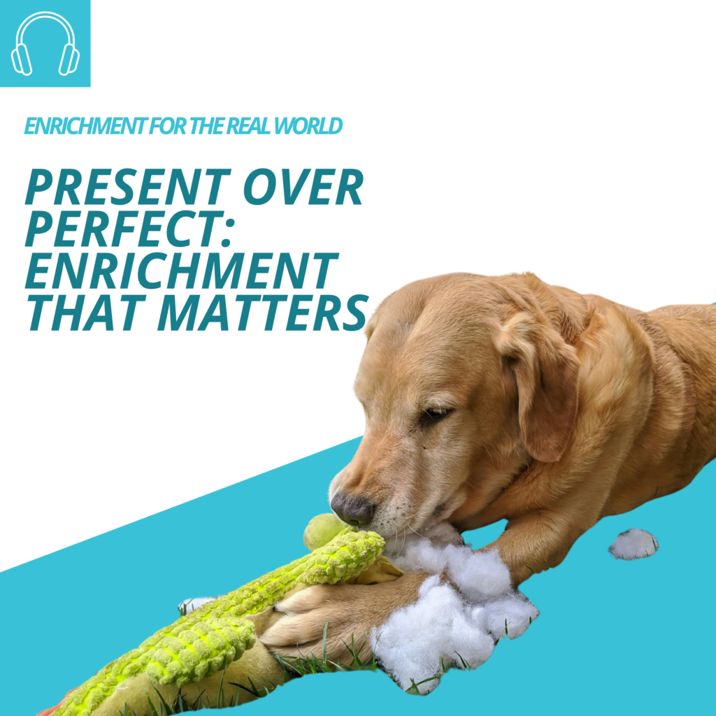 Yellow labrador retriever type dog pulling stuffing out of a toy. Episode title reads: Present Over Perfect: Enrichment That Matters