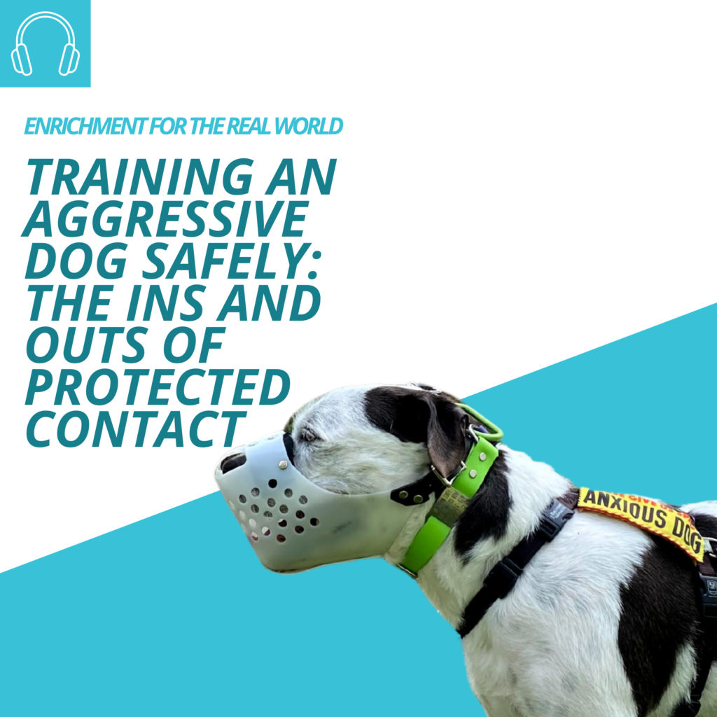 White and dark grey dog wearing a white muzzle. Text reads: Training an aggressive dog safely - the ins and outs of protected contact