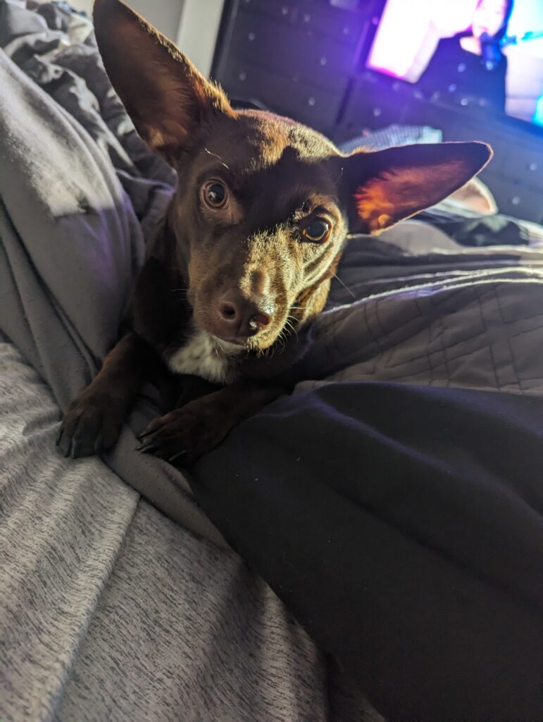 A brown dog with adorable large pointed ears looks into the camera. Her ears are slightly backlit from the TV in the background and she is laying in some blankets.