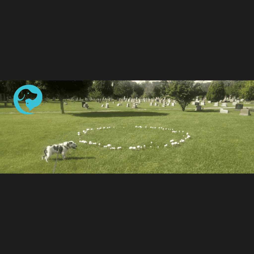 A scruffy white and dark grey dog standing next to a circle of white mushrooms on a green lawn in a cemetery.