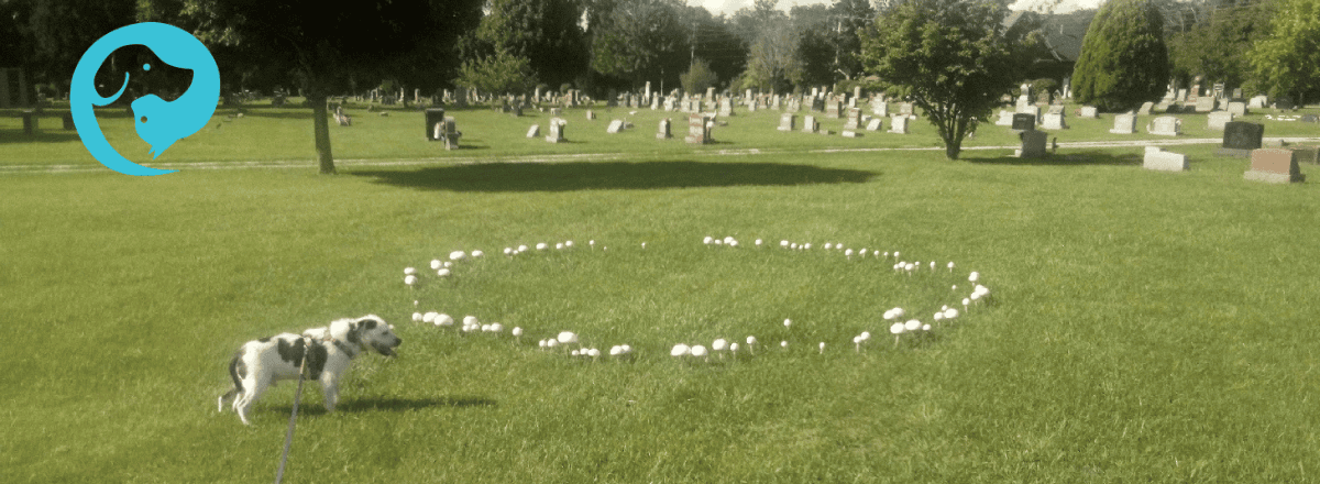 A scruffy white and dark grey dog standing next to a circle of white mushrooms on a green lawn in a cemetery.