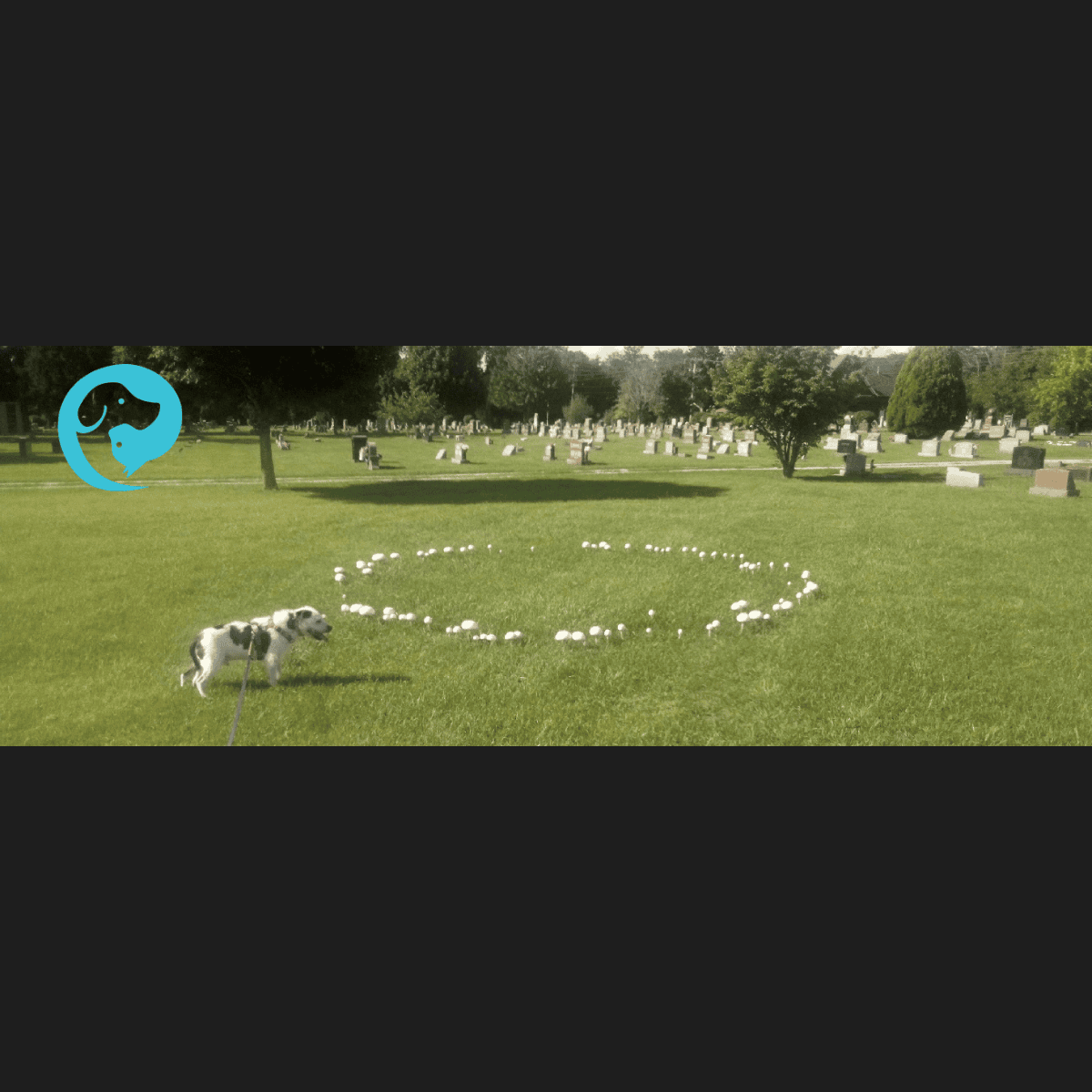 A scruffy white and dark grey dog standing next to a circle of white mushrooms on a green lawn in a cemetery.