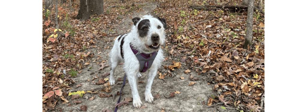 A scruffy white and dark grey dog in a purple harness standing on a trail in a fall leaf covered nature preserve.