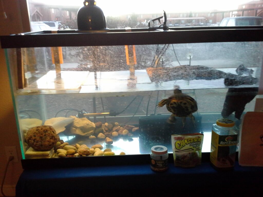 A tank filled with water and stone with a, aquatic turtle floating around. The tank is in front of a window.