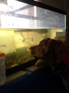 A brindle dog staring into a tank of water with a fish and an aquatic turtle.