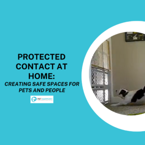 White and dark grey dog stretches in front of a baby gate. Text reads: Protected Contact at Home: Creating Safe Spaces for Pets and People