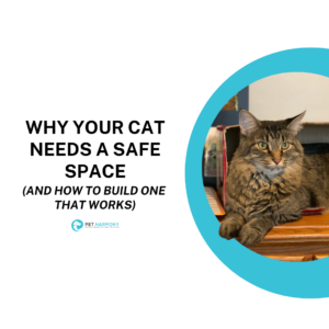 A fluffy cat resting inside of a cardboard box. Image text reads: Why Your Cat Needs a Safe Space (And How To Build One That Works)