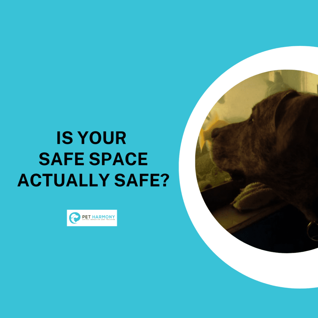 A brindle dog looking at a fish tank. Text reads: Is Your Safe Space Actually Safe?