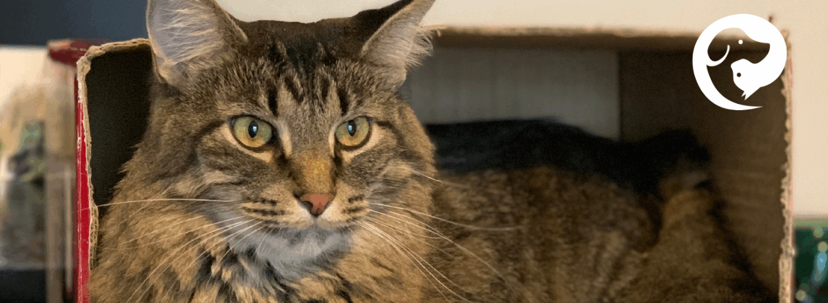 A fluffy cat resting inside of a cardboard box.
