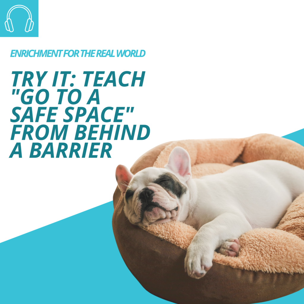 A sleepy dog comfy in a bed. Image text reads: Try It: Teach "Go to a Safe Space" from Behind a Barrier