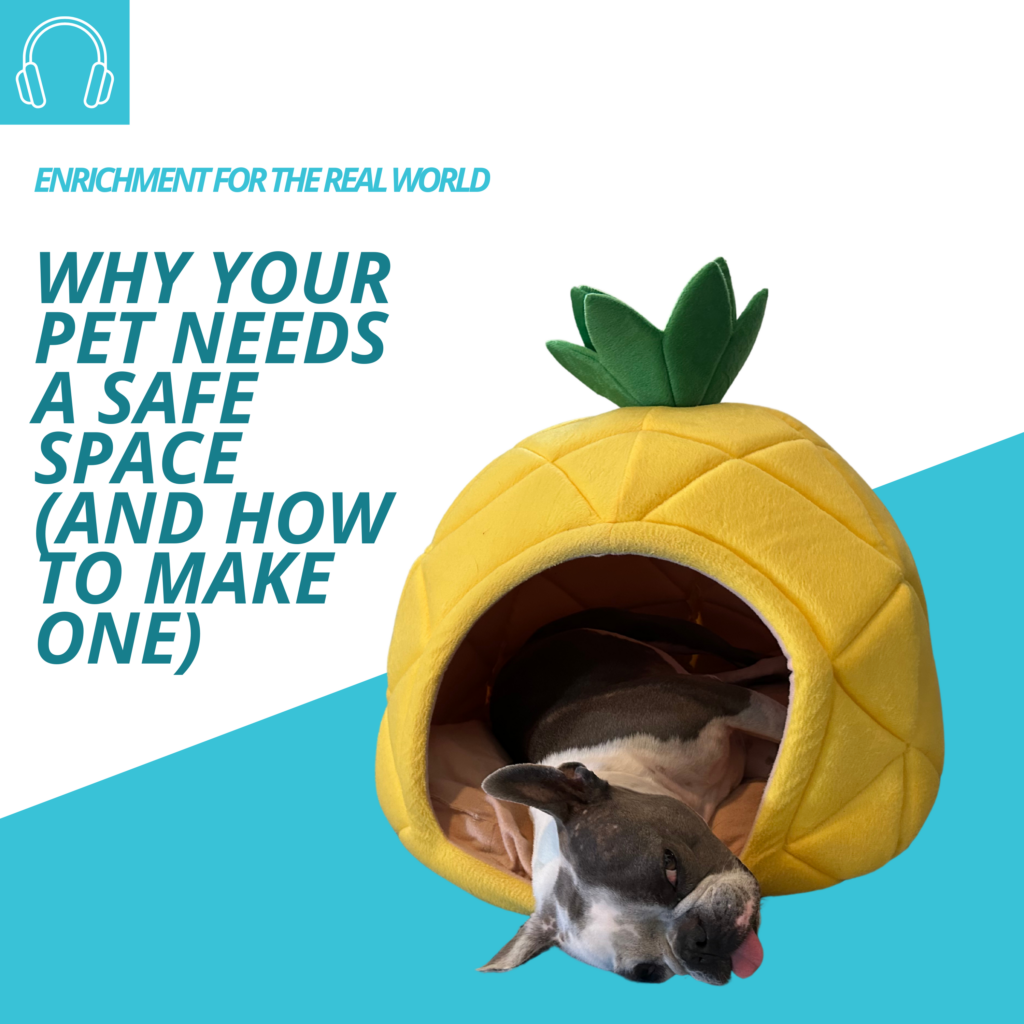 A sleepy white and grey dog with his tongue hanging out inside of a plush pineapple hut. Image caption reads: why your pet needs a safe space (and how to make one)