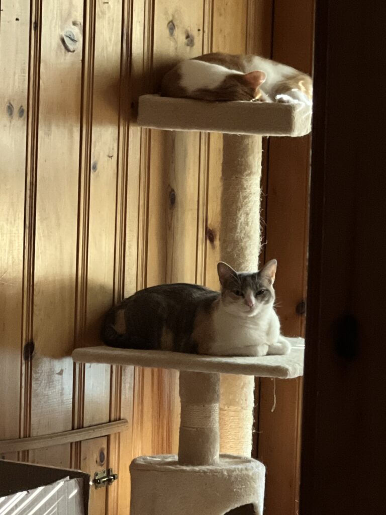 An orange and white and a calico cat perched on different spots on a cat tree, resting comfortably.