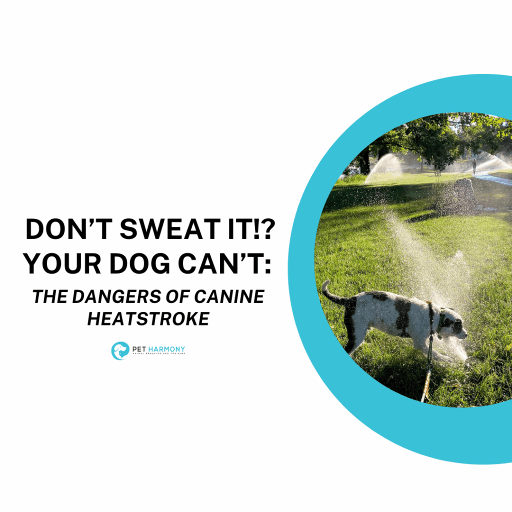 A scruffy white and dark grey dog in a harness with a long line biting water coming out of an in-ground sprinkler. Text reads: Don’t Sweat It!? Your Dog Can’t: The Dangers of Canine Heatstroke