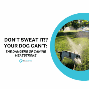 A scruffy white and dark grey dog in a harness with a long line biting water coming out of an in-ground sprinkler. Text reads: Don’t Sweat It!? Your Dog Can’t: The Dangers of Canine Heatstroke