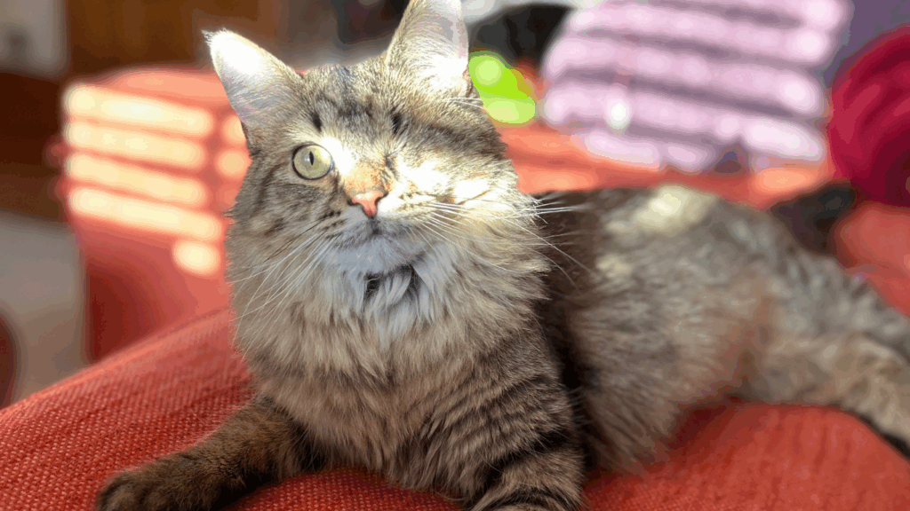 A long haired brown cat with one eye laying in a sun beam.