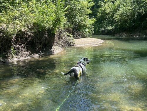 A scruffy white and dark grey dog wearing a harness with a long line wades through a creek.