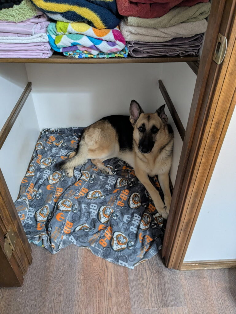 A German shepherd dog laying on top of a blanket in the bottom of a linen closet.