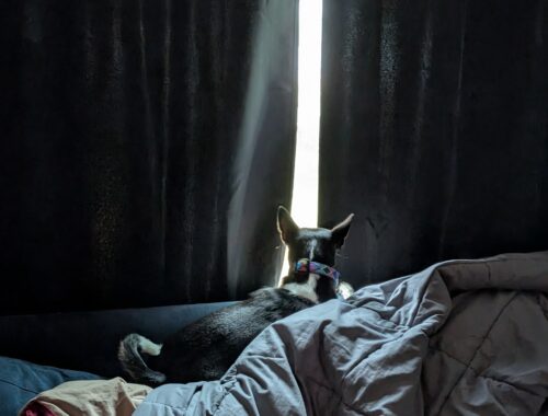 A tri-colored dog on top of a pile of blankets peeking out between some dark curtains. The room is dark and the sun is shining through between the curtains.