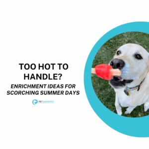 A young yellow lab eating a popcicle. Text reads: Too Hot To Handle? Enrichment Ideas for Scorching Summer Days