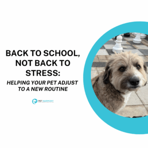 A fluffy white and brown dog looks into the camera. Text reads: Back to school, not back to stress: helping your pet adjust to a new routine