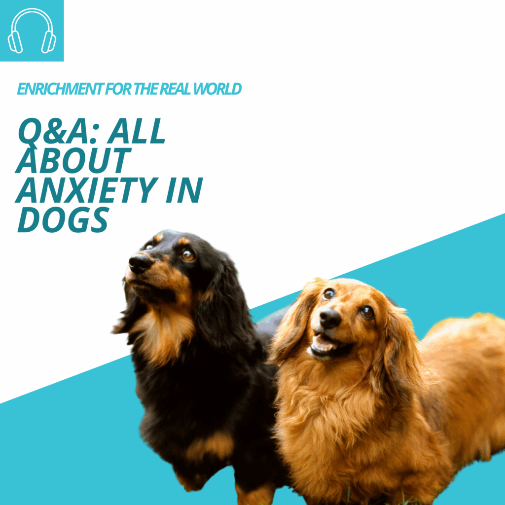 Two long haired dachshunds in the foreground. Background text reads; Q&A: All About Anxiety in Dogs