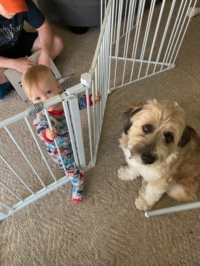 A fluffy brown and white dog sits on one side of a gate while a small child is on the other side.