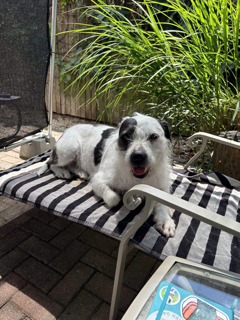 A scruffy white and dark grey dog laying in the shade on a lawn chair. There is tall grass and a fence in the background.