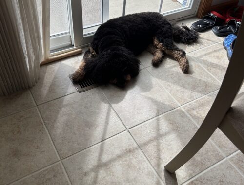 A fluffy black and brown dog lying on an air conditioning vent