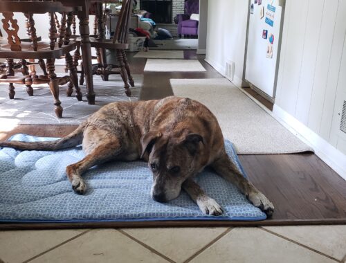 A brindle dog laying on a mat on a tile floor.