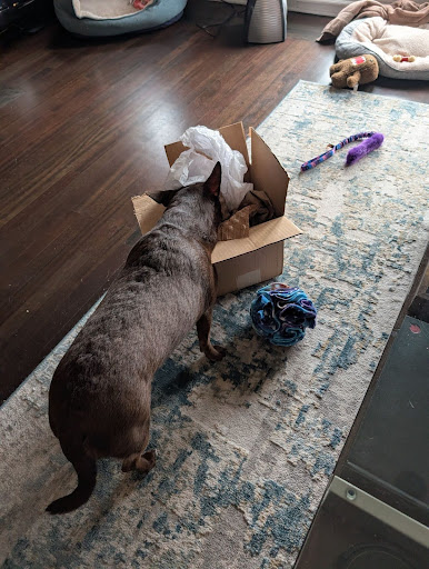 A brown dog with her head inside a box with paper inside, sniffing for treats.