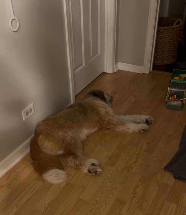 A fluffy brown dog lying on the bare floor of a hallway.