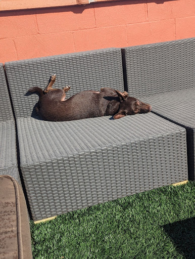 A brown dog lying on an outdoor couch in the sun. She is in an awkward position with her back feet up.