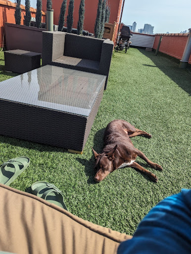 A brown dog lying on astroturf in the sun.
