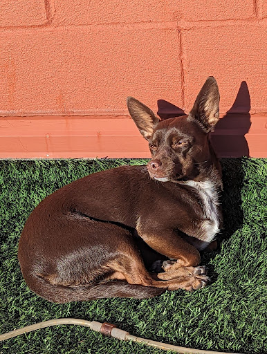 A brown dog with pointy ears laying on astroturf in the sun with her head hear an orange wall