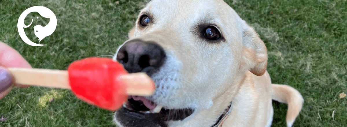 A yellow lab eating a red popsicle. Hot weather enrichment.