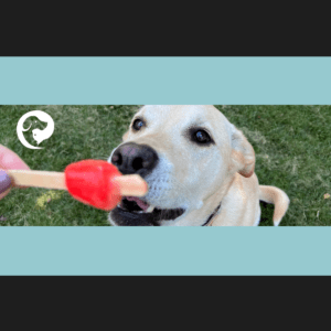 A yellow lab eating a red popsicle. Hot weather enrichment.