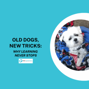 A fluffy white dog wrapped in blankets. Text reads: Old Dogs, New Tricks: Why Learning Never Stops