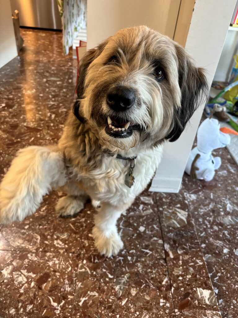 A fluffy brown and white dog with one paw up.