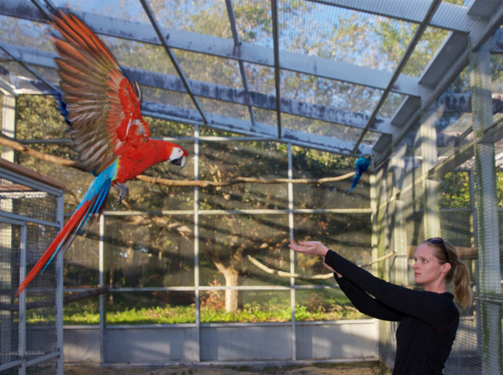 A bright red bird in mid air flying toward a woman with an outstretched hand.