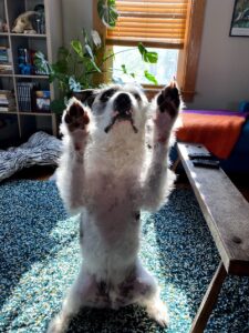 A scruffy white and dark grey dog doing a cute pose in front of a window. His scruff is backlit.