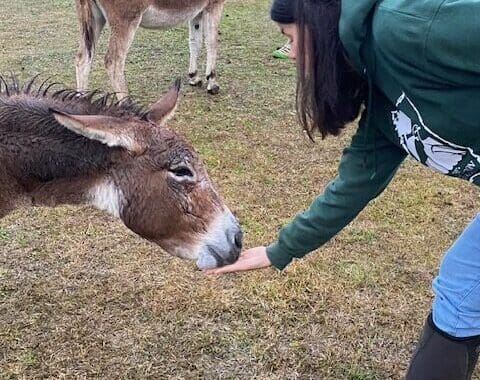 A woman holds her hand out low so a donkey can take a treat from her hand.
