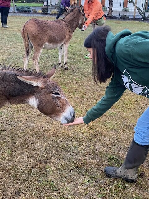 A woman holds her hand out low so a donkey can take a treat from her hand.