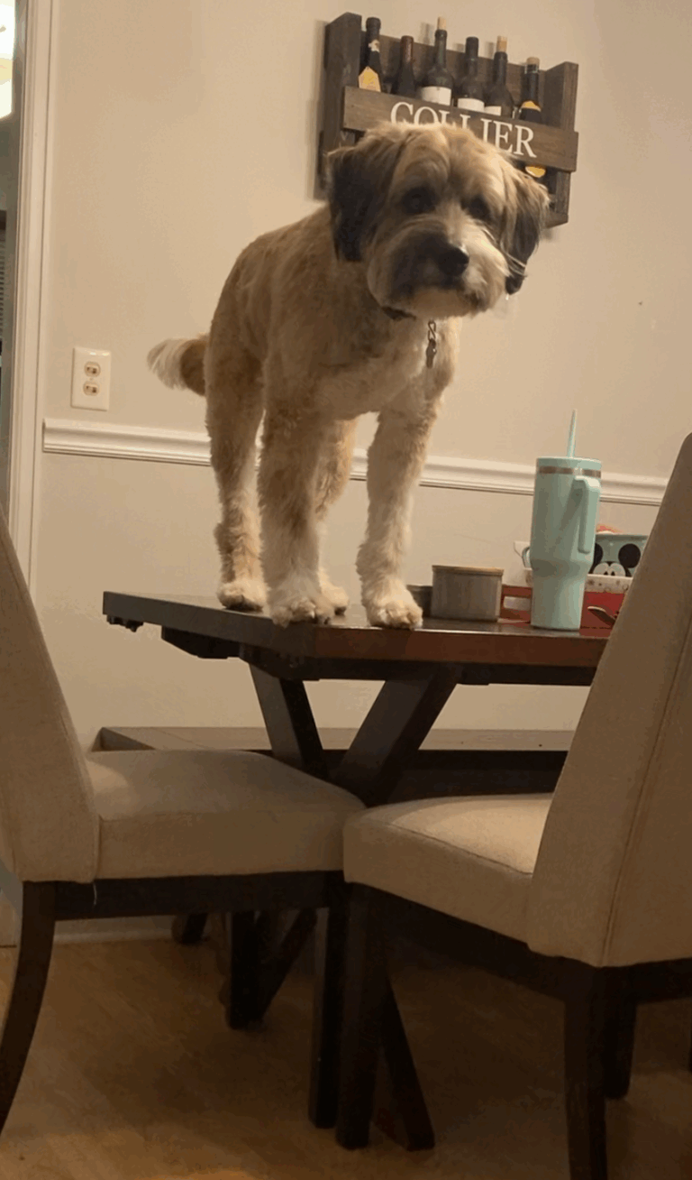 A fluffy brown and white dog standing on a table.