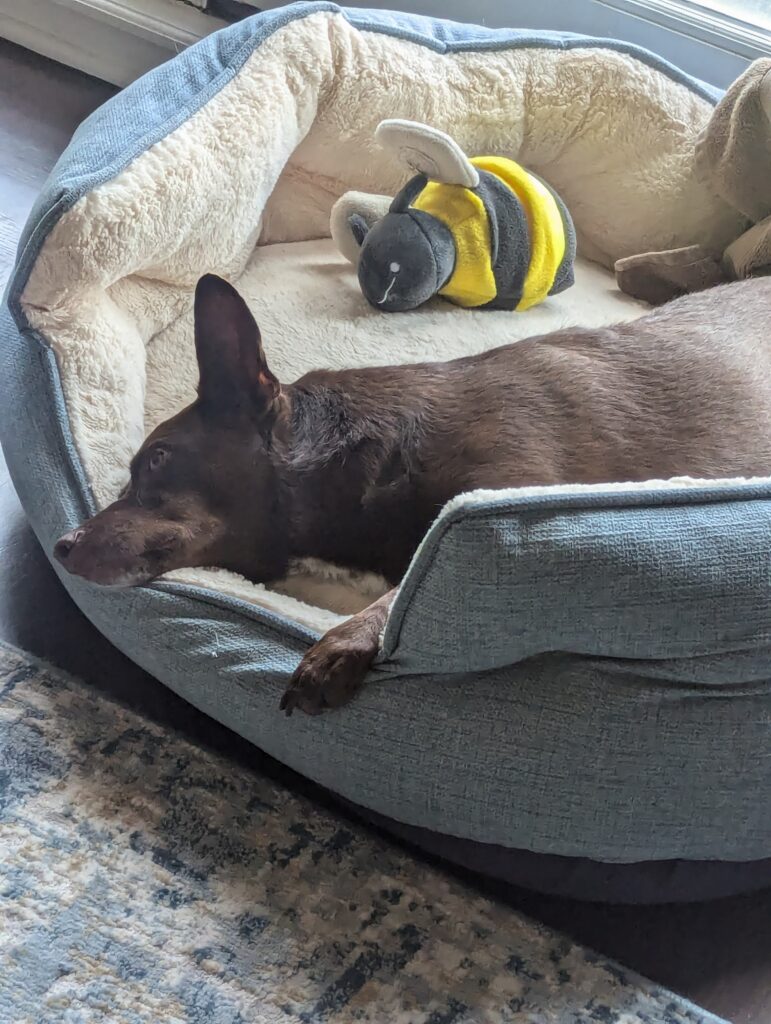 A brown dog resting in a soft bed next to a small stuffed bee toy.