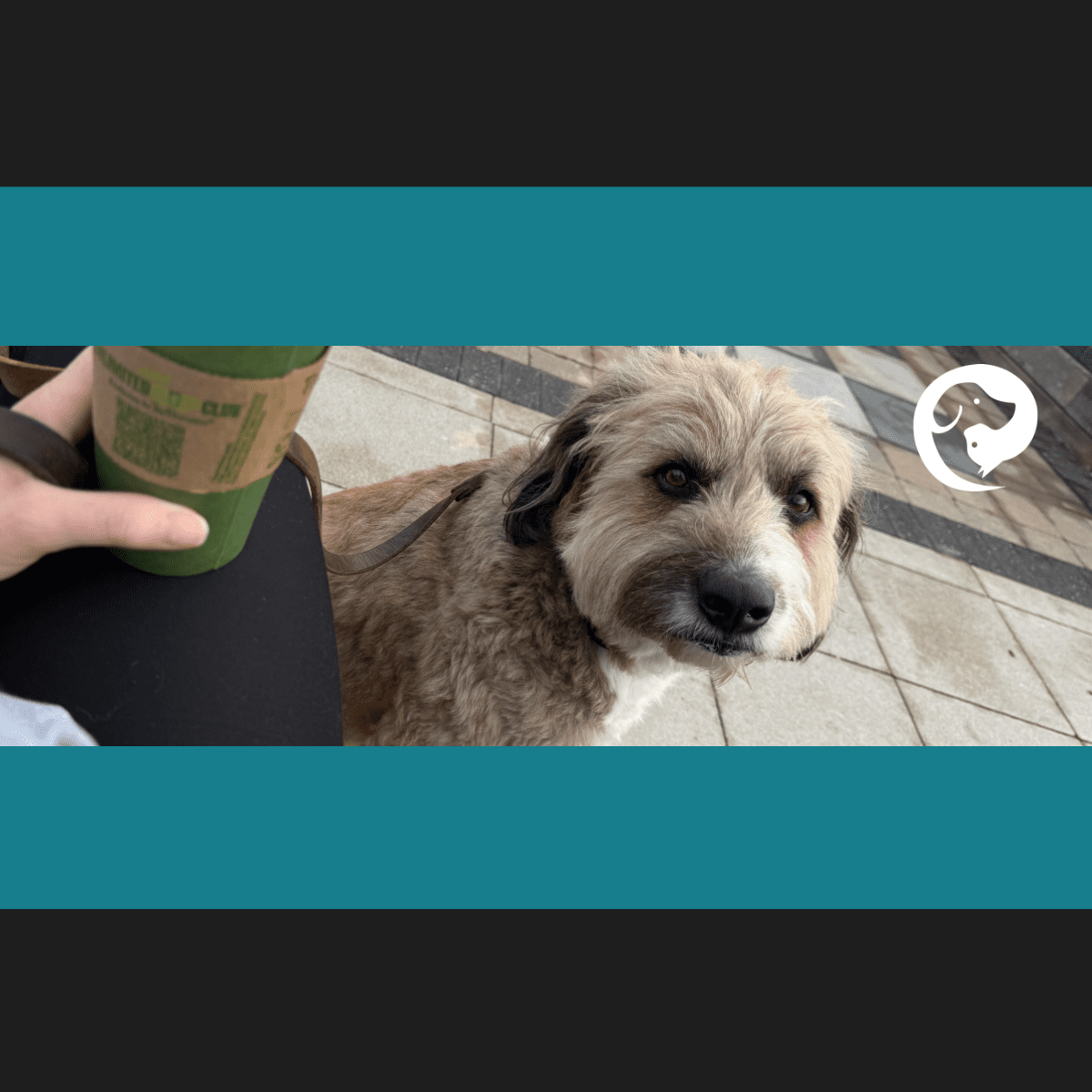 A fluffy brown and white dog looking up at his person who is holding a cup of coffee. There is a giant game of chess in the background.