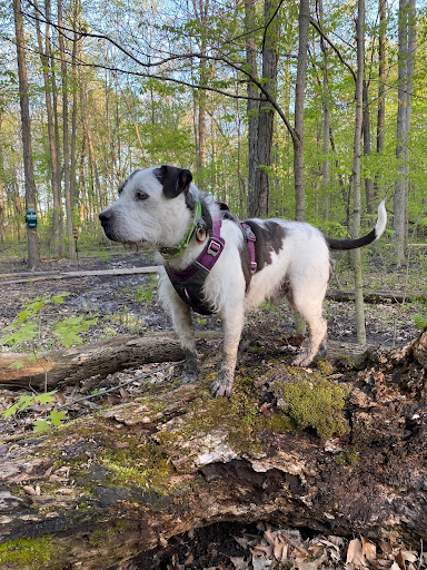 A scruffy white and dark grey dog with muddy paws standing on a mossy log.