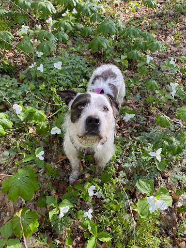 A scruffy grey and white dog in a purple harness standing in white flowers. He is looking up at the camera.