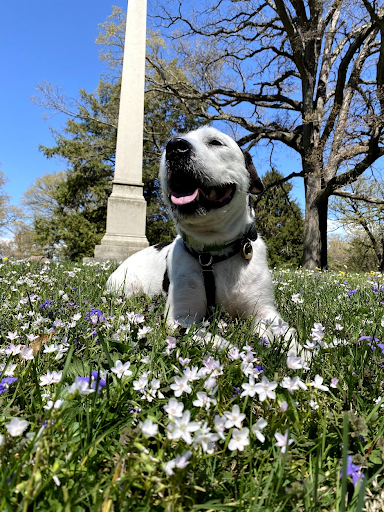 A scruffy white and dark grey dog laying in green grass with small white and purple flowers. There is a marble cemetery monument in the background.