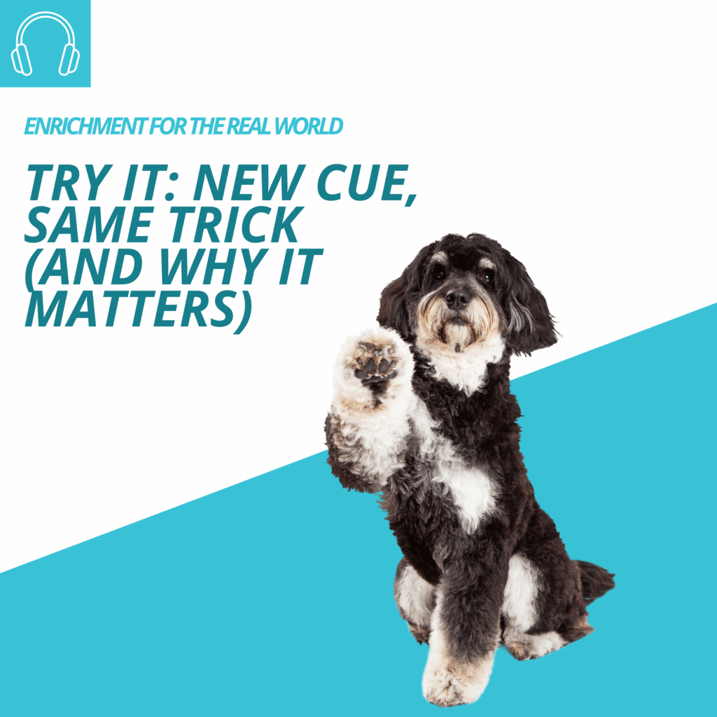 A fluffy black and white dog with their paw raised. Text reads: Try It: New Cue, Same Trick (and Why it Matters)