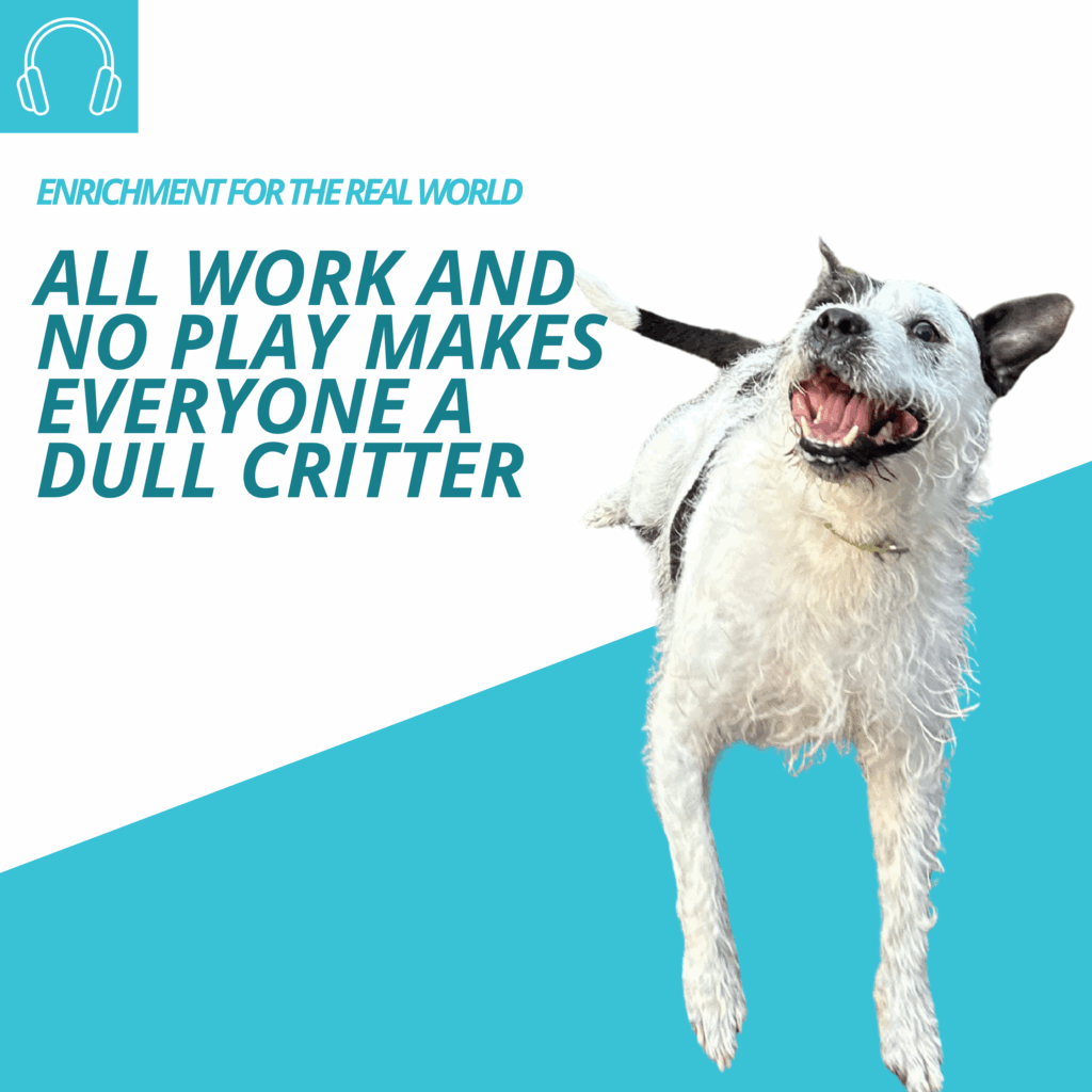 A wet scruffy grey and white dog bouncing happily with his mouth open and ears flopping. Text reads: All Work and No Play Makes Everyone a Dull Critter